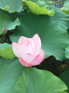 2019.07.28nihonteiyenhasunohana.jpg